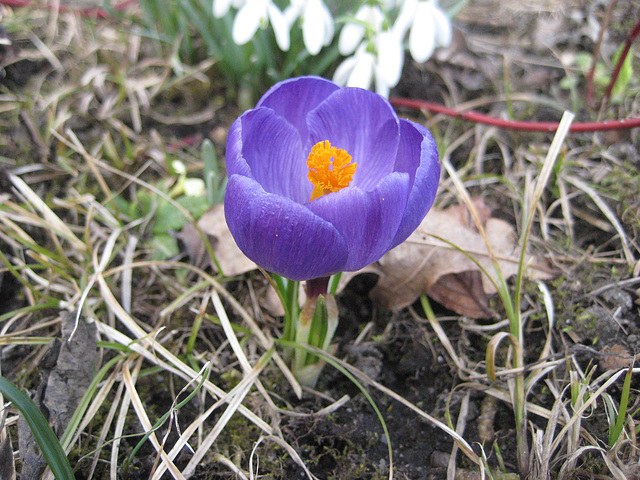 Krokus (Crocus)