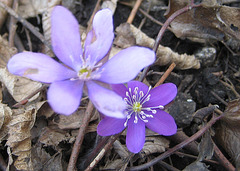 Leberblümchen (Hepatica nobilis)