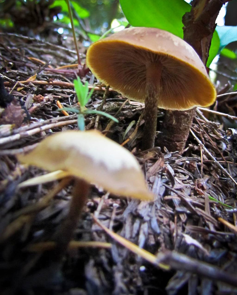 Mushroom Pair