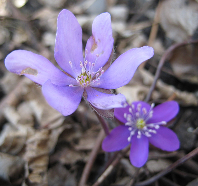 Leberblümchen (Hepatica nobilis)