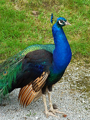 pencarrow house peacock