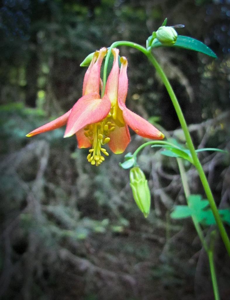 Columbine Blossom