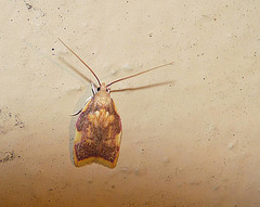 Carcina Quercana