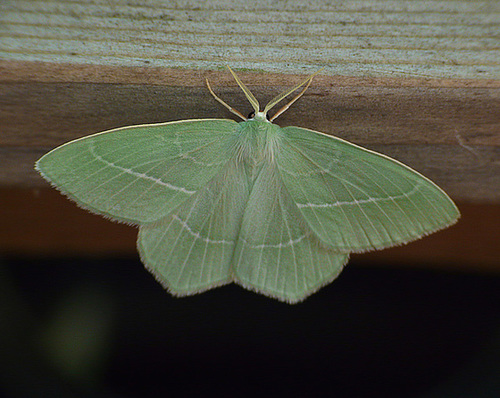Small Emerald