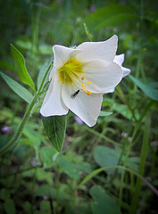 White Flower and Fly