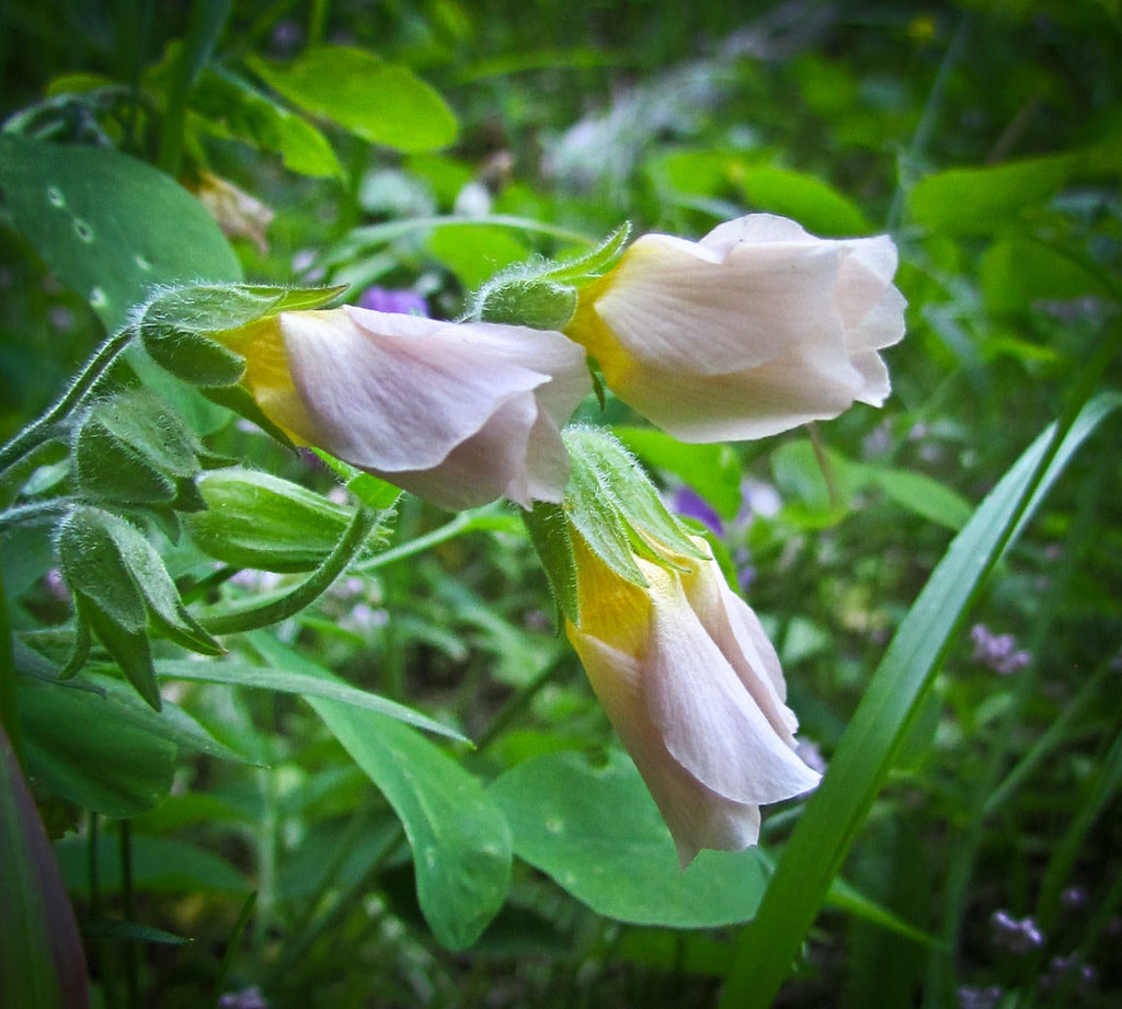 Pink Flowers