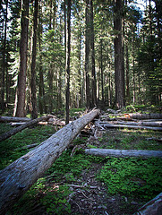 Woods Along Lost FallsTrail