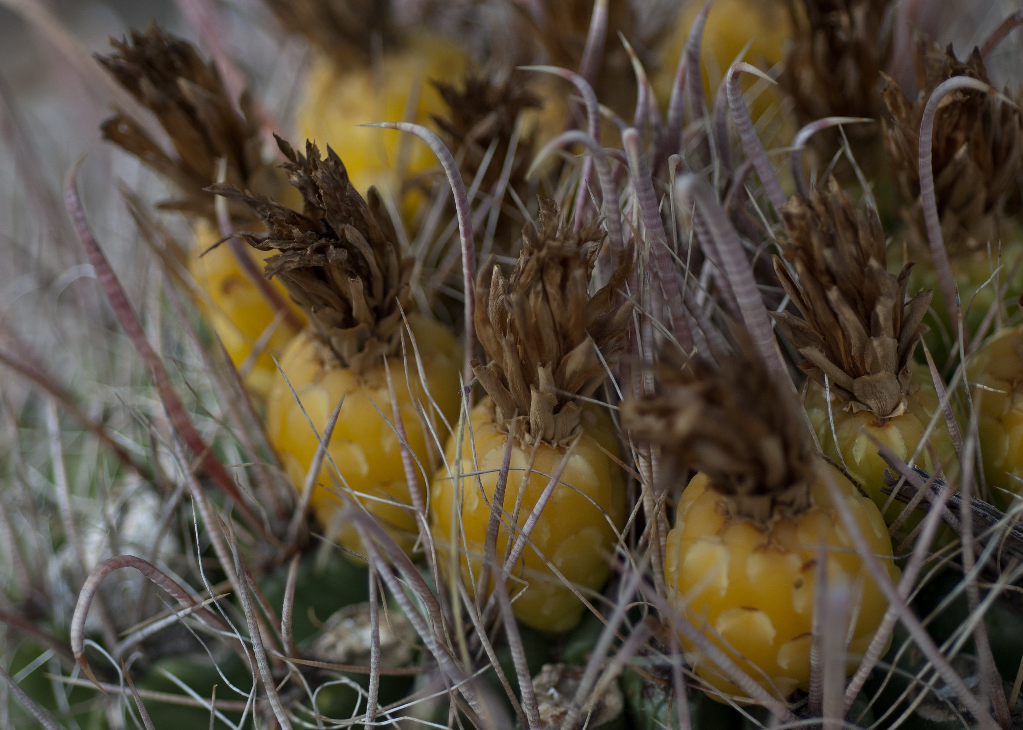 cactus flowers