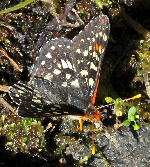 Butterfly Drinking Water