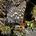 Butterfly Drinking Water