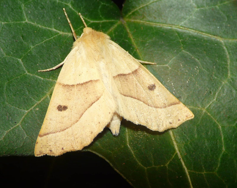 Scalloped Oak