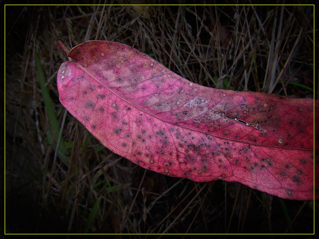 Eucalyptus Leaf: Texture Heaven