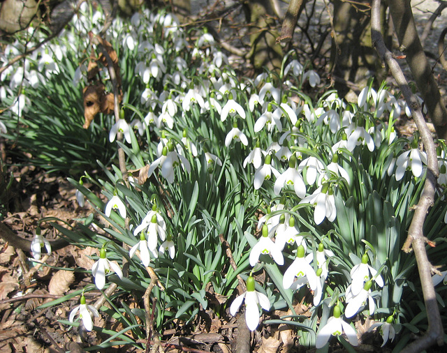 Die Schneeglöckchen (Galanthus nivalis) unter der Buchenhecke