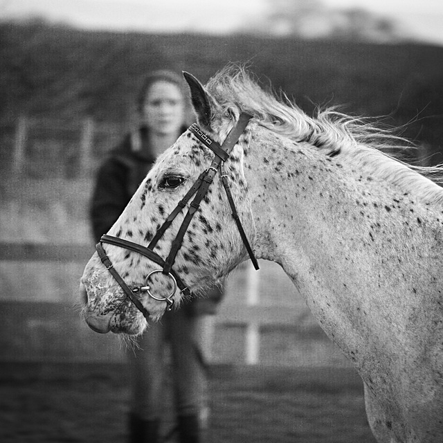 IMG 8032 appaloosa