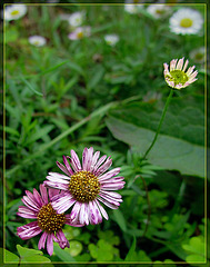 Little Asters