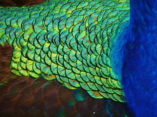 pencarrow house peacock