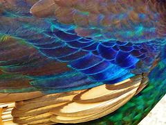 pencarrow house peacock