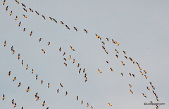 Definitely Not Red Arrows Material...