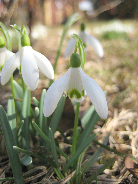 Schneeglöckchen (Galanthus nivalis)