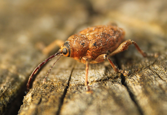 Acorn Weevil