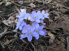 Leberblümchen (Hepatica nobilis)