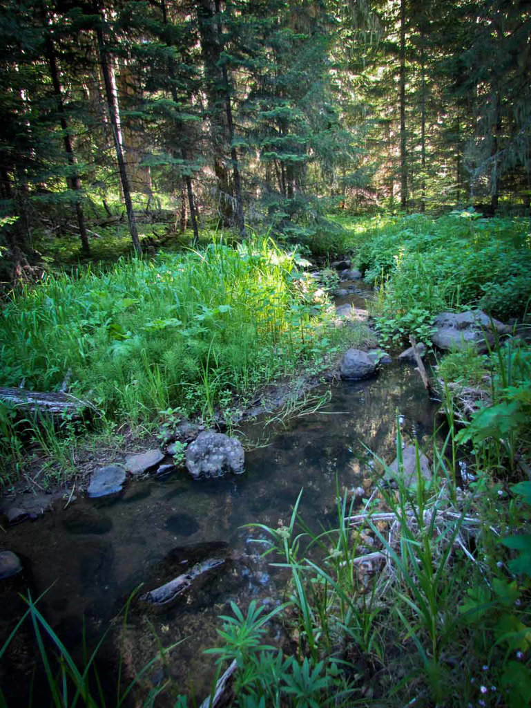 Creek Along Lost FallsTrail