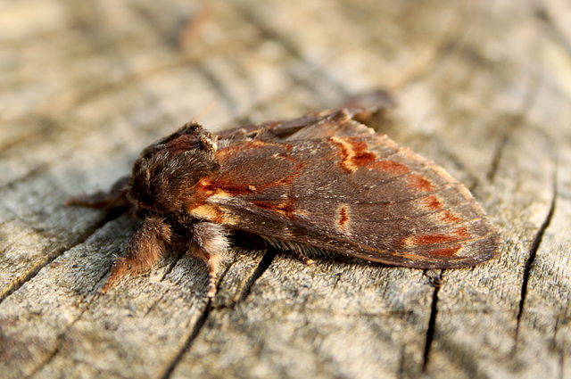 Iron Prominent