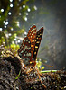 Checkerspot Butterfly Drinking