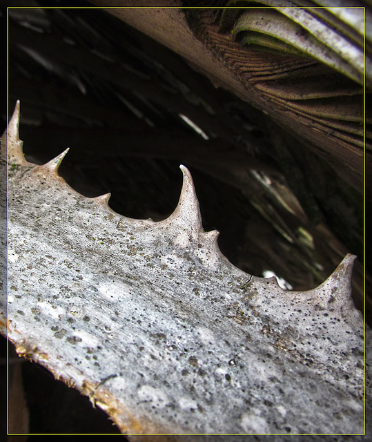 Teeth of a Palm Leaf