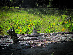 Log and Yellow Flowers in Meadow