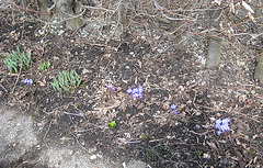 Leberblümchen (Hepatica nobilis) unter der Buchenhecke
