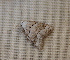 Scarce Black Arches