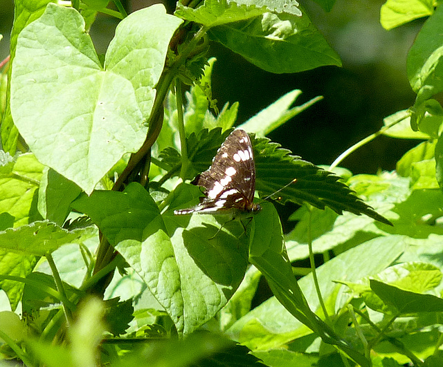 White Admiral @ Pebsham CP