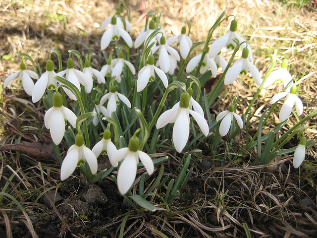 Schneeglöckchen (Galanthus nivalis) unter den Hartriegelsträuchern