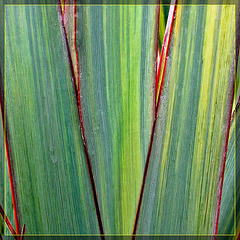 Plant Leaves with Red Racing Stripes