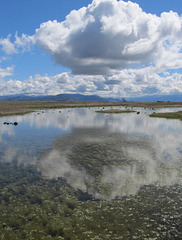 Vernal Pool and Reflection, Lower Table Rock, S. Oregon