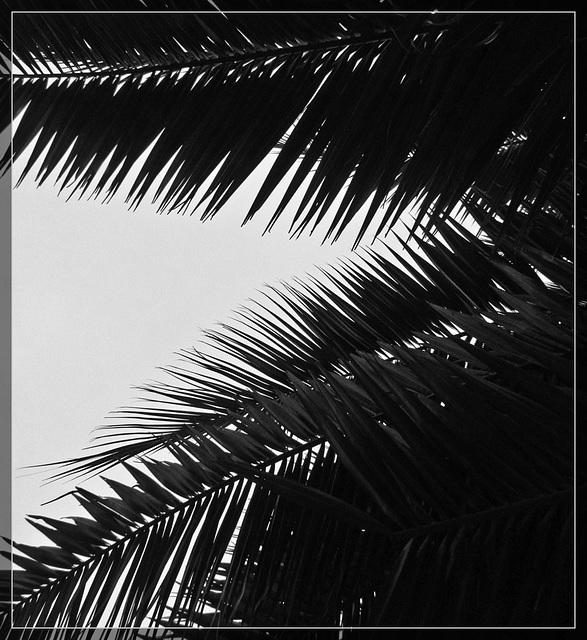 Palm Fronds in Silhouette