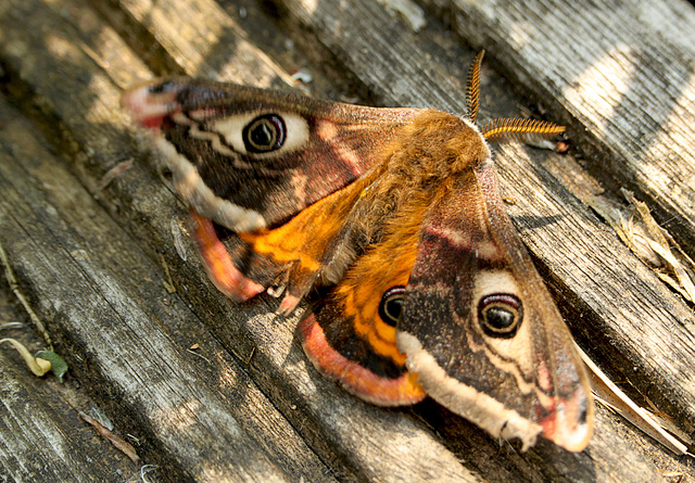 Emperor Moth Male