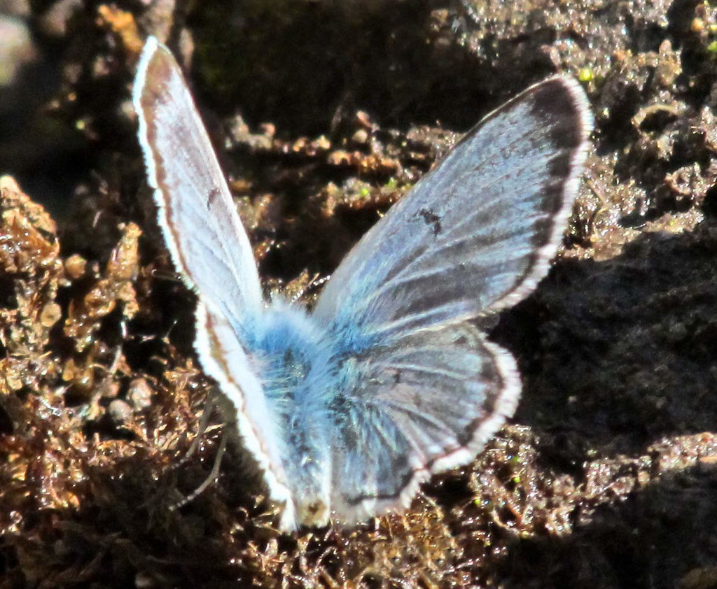 Western-tailed Blue Butterfly (plebejus)
