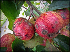 San Francisco Rotten Apples