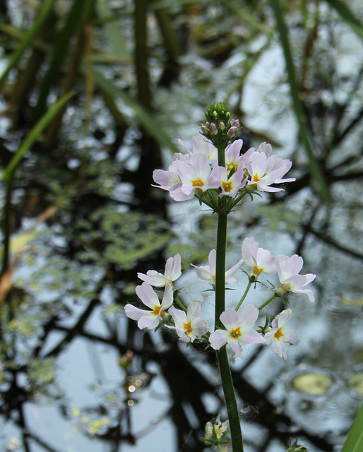 Water Violet