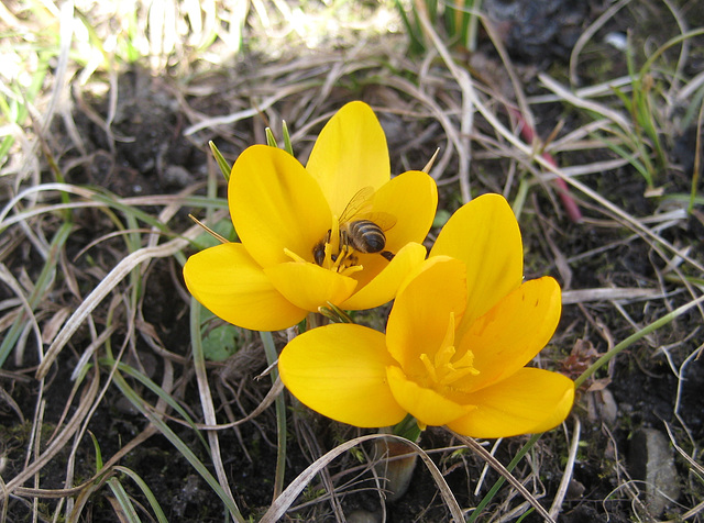 Gelbe Krokusse (Crocus)