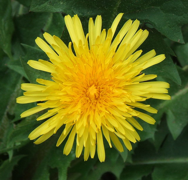 Dandelion