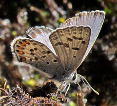 Western-tailed Blue Butterfly (plebejus)