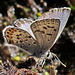 Western-tailed Blue Butterfly (plebejus)