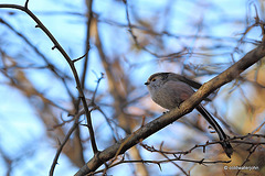 Long-tailed Tit in the Hawthorn hedging