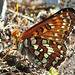 Checkerspot Butterfly Drinking Water