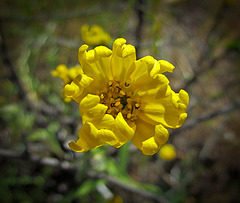 Yellow Flower Unfurling