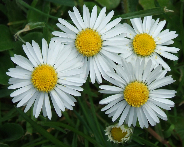 Daisies