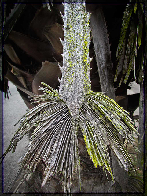 Dead Palm Frond